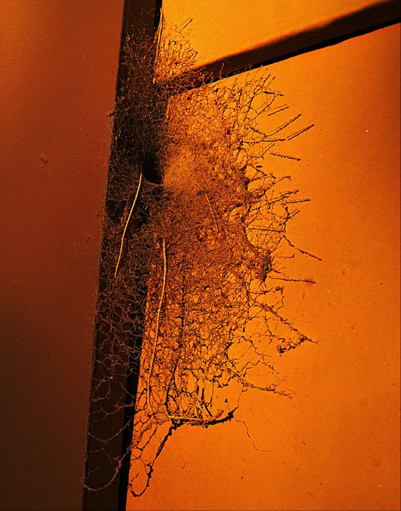 This is the closest I got to seeing a deadly spider in Death Valley (thankfully!)