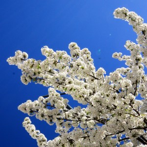 Blue Skies & Blossom