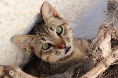 *Meow... take me home with you... meow*