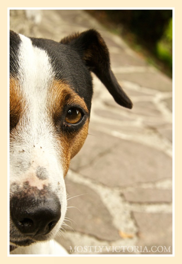 Dog Bellagio Italy MostlyVictoria ©