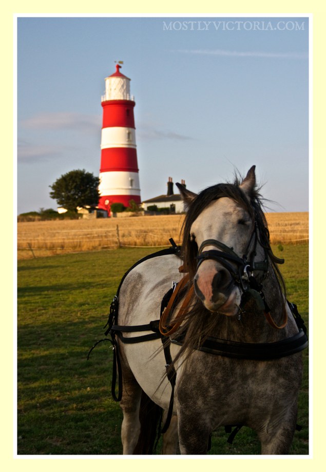 Happisburgh Horse Frankie MostlyVictoria ©