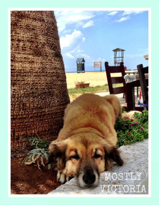 Dog Kalathas Beach Crete Greece MostlyVictoria ©